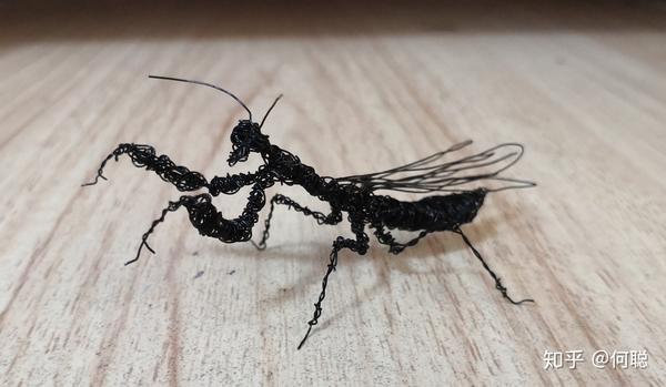都说螳螂容易被铁线虫寄生,看来这个是真·铁线虫螳螂.