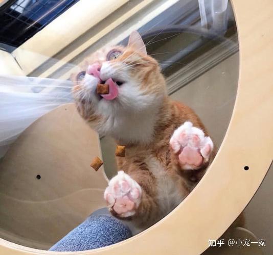 若猫咪比较挑食,不仅加大了饲养难度,还容易浪费食物.