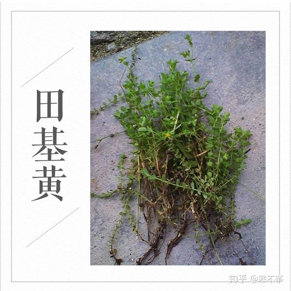 十三种医治跌打损伤的中草药 | 那年我与祖母去采药