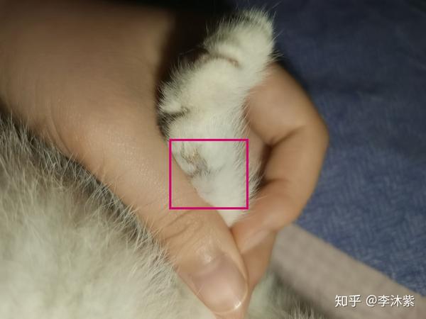 记录我家3个月小猫的猫藓治愈过程