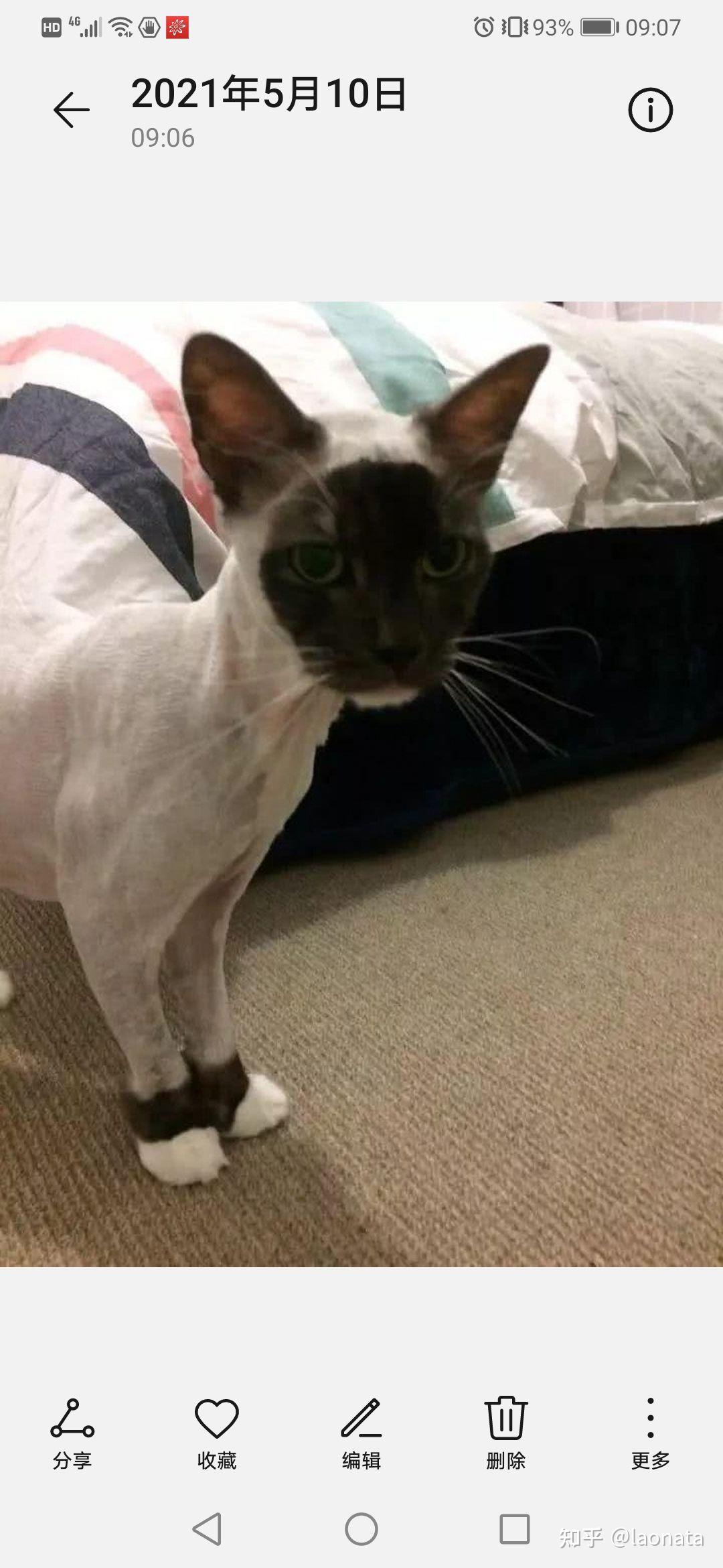 在夏天给暹罗猫剃毛能让糊掉的猫白回来吗