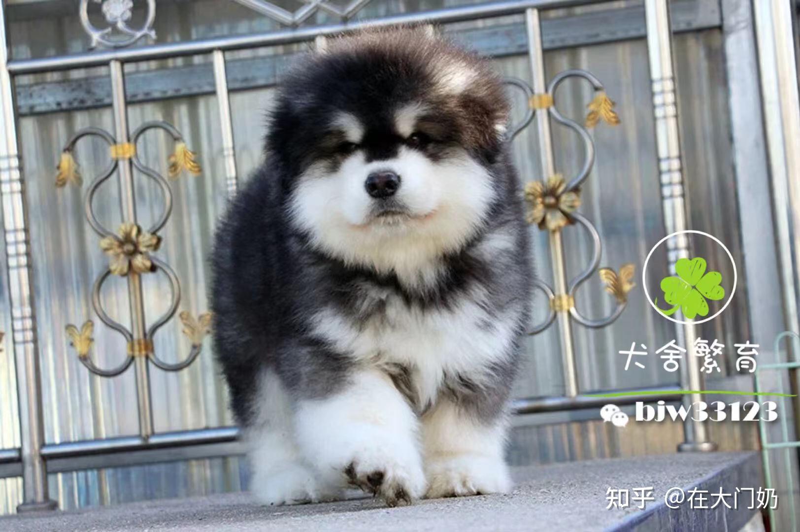 巨型阿拉斯加雪橇犬价格