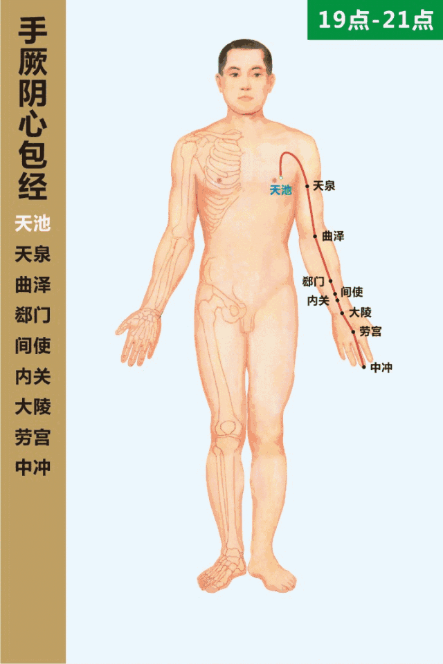胸到中指心包经,手臂内侧属阴经;分泌循环掌控中,循环差异血管病