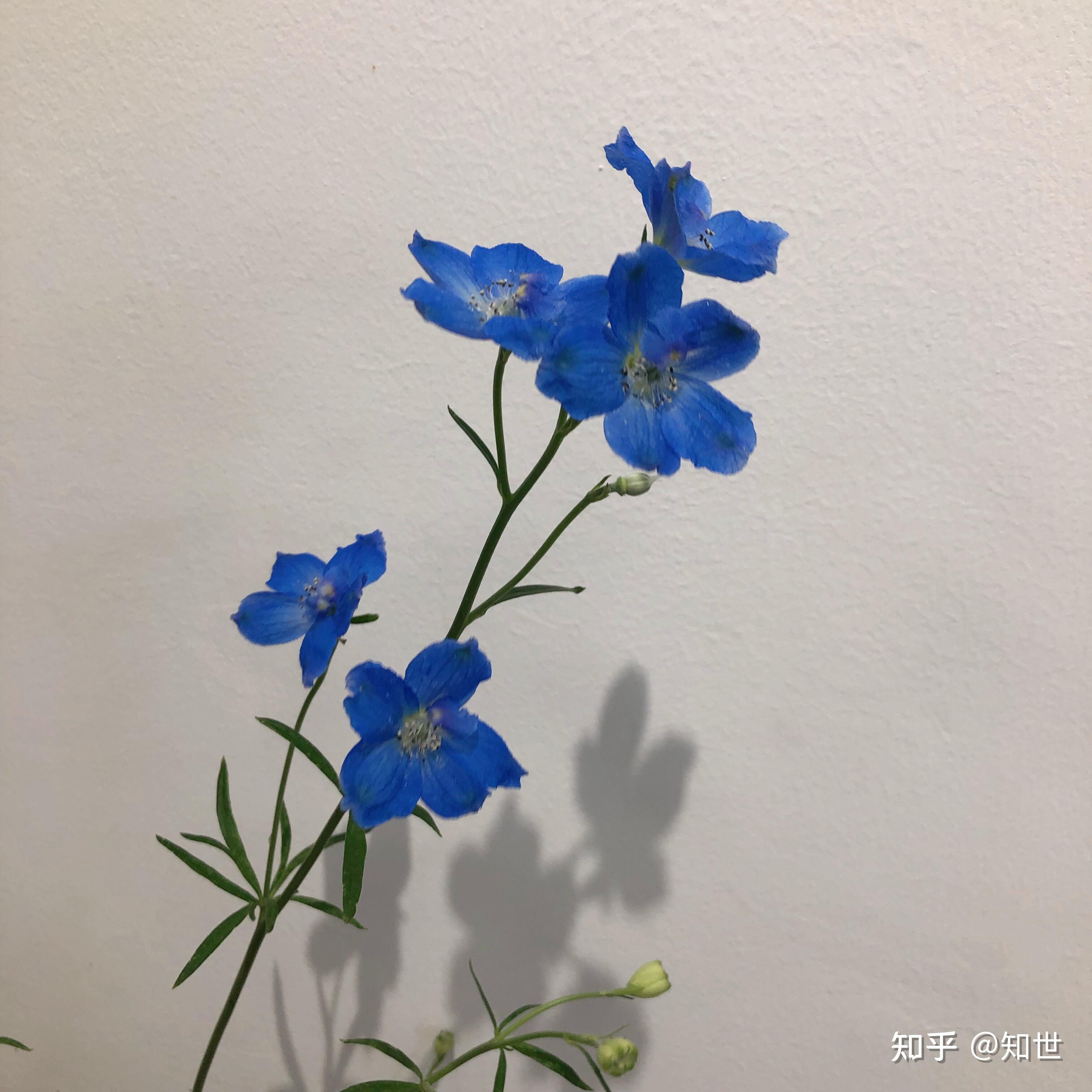 有无蓝色的花头像或背景图蓝色系有花的元素也可以最好花本色是蓝的