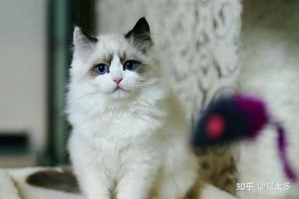 重点色布偶猫价格为什么如此便宜