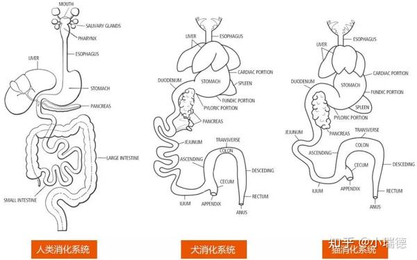 红狗新品上市—消化膏:促进宠物肠胃消化吸收