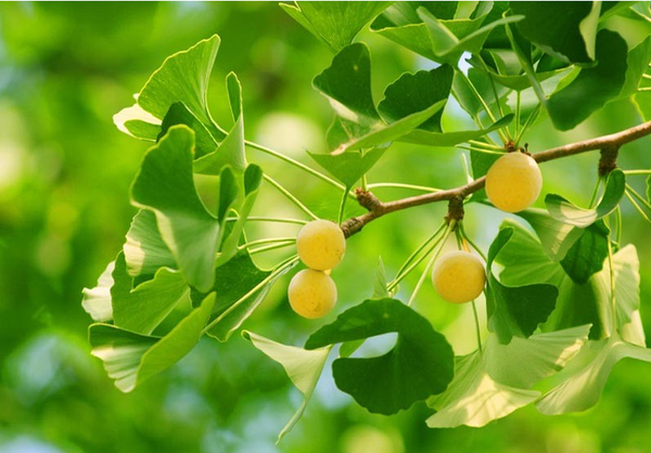 植物界的"活化石—银杏