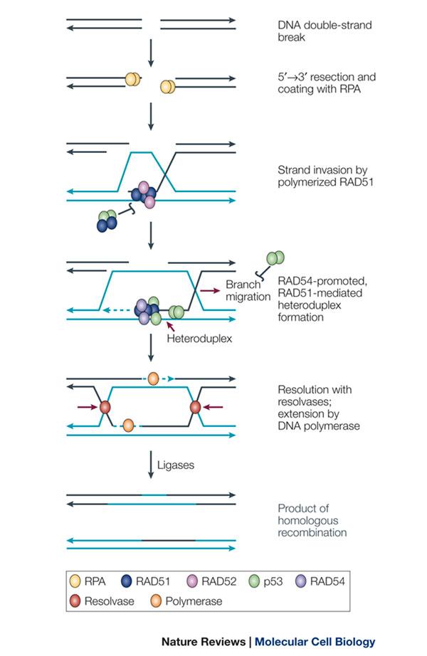 在 hr (homologous recombination, 同源重组)的时候.