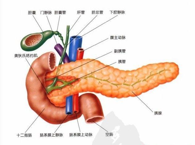 如何能减少胰腺癌的转移?