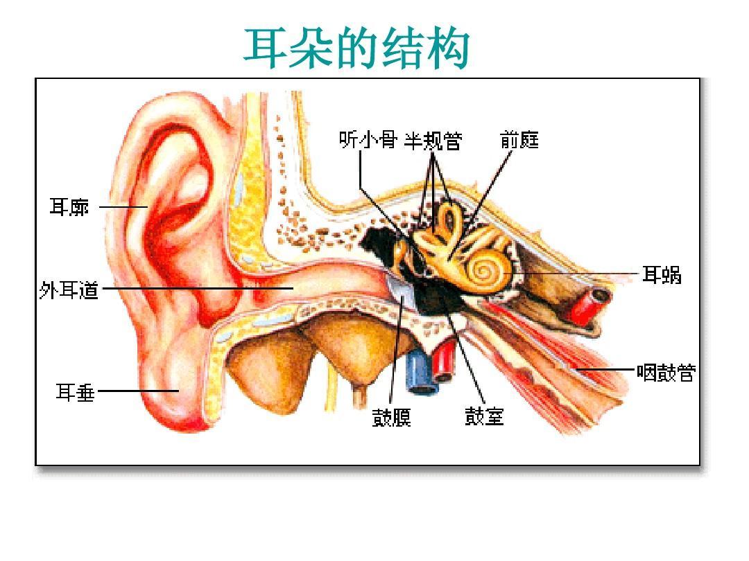 宜声听力耳朵是如何感受声音的