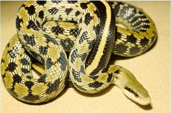 国蛇之美黑眉锦蛇