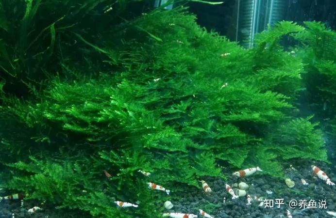 几乎所有水族店都会卖莫斯水草,不过莫斯水草的品种也很多,最常见的要