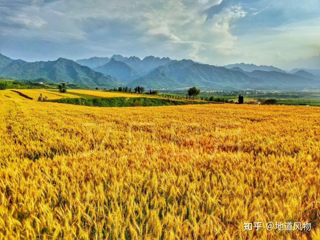 孕育最优质的小麦,这里