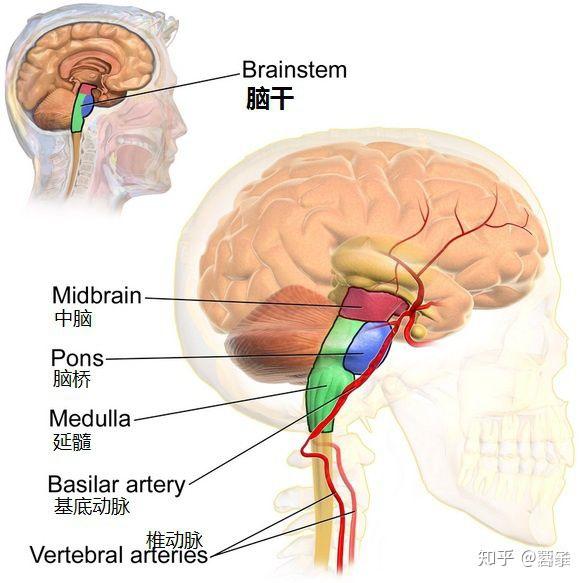 为什么要长在桥脑.