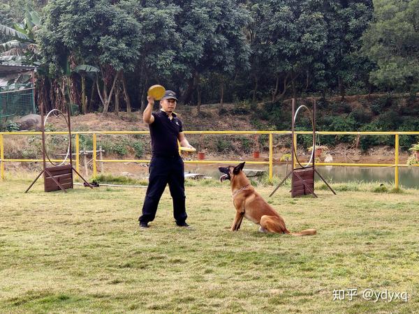 中山专业训犬基地训狗学校,伊甸园训犬基地