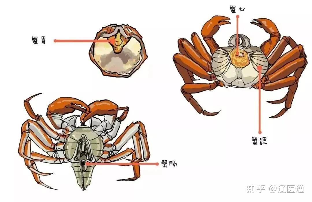 秋高气爽螃蟹肥传言那么多到底咋吃才对