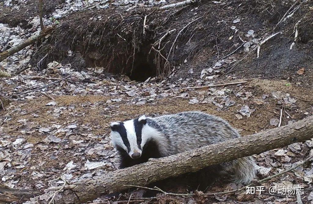 东亚貉入侵欧洲活埋狗獾强占獾窝害獾断子绝孙多亏猞猁救命