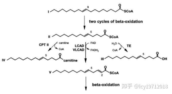 脂肪酸的不同氧化方式