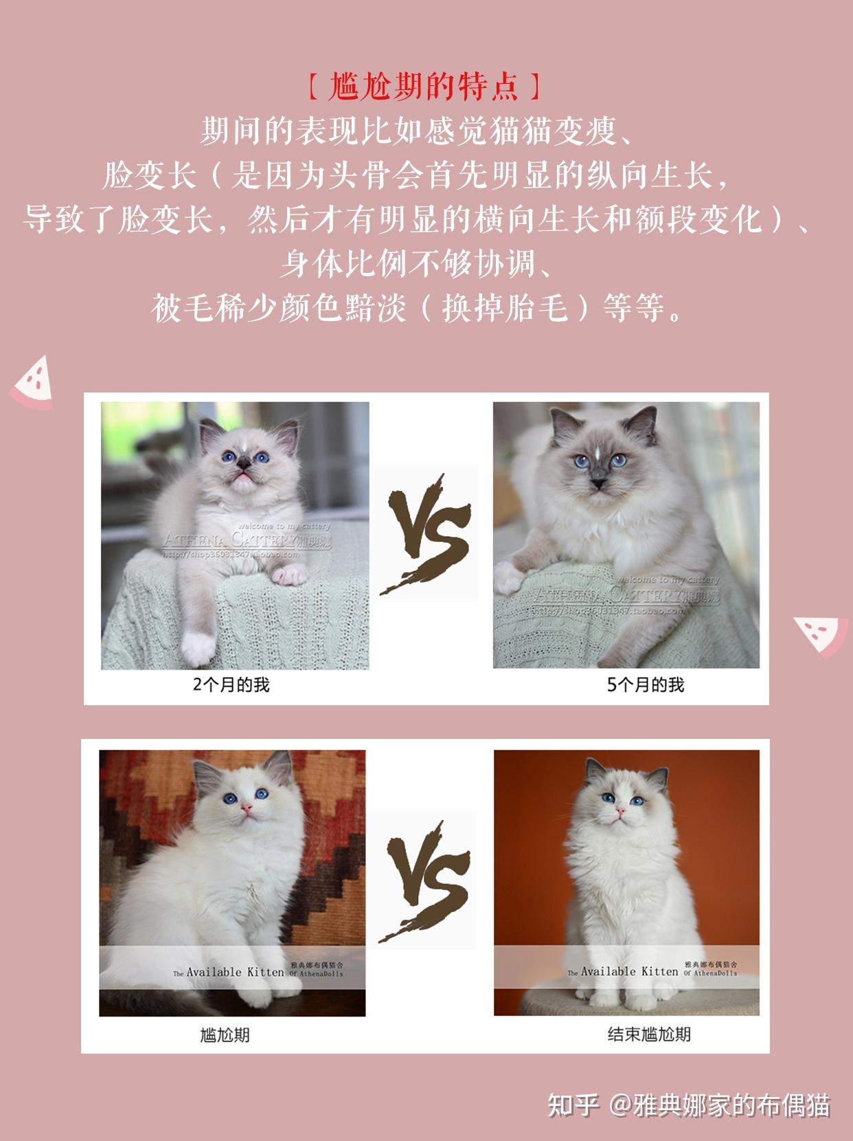 一组图带你了解布偶猫的成长过程/布偶猫的尴尬期