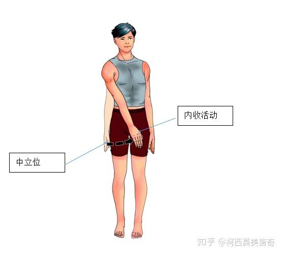 肩膀的活动:前屈,后伸,内收,外展,内旋,外旋.6大动作