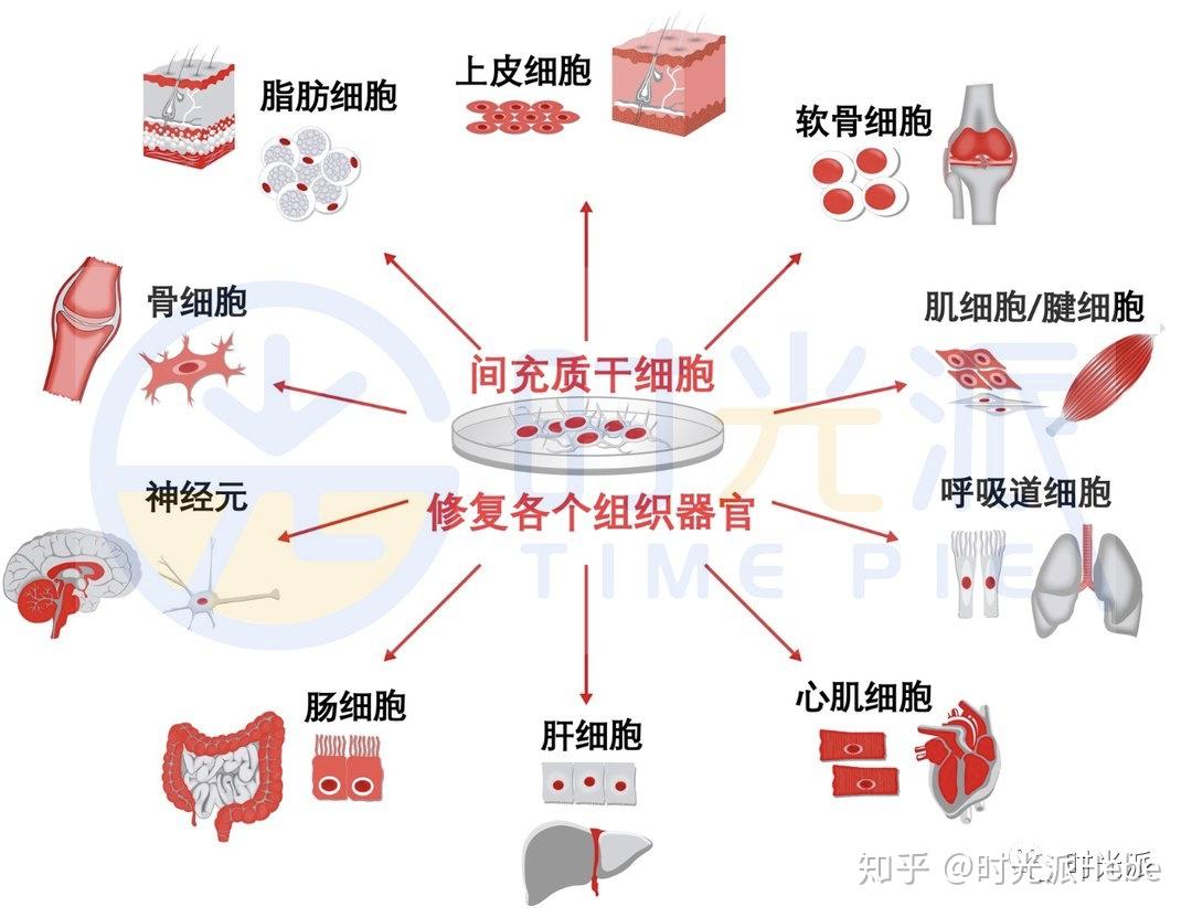 间充质干细胞(msc)是来源于人体骨髓,脂肪,脐带,子宫内膜,牙髓等部位