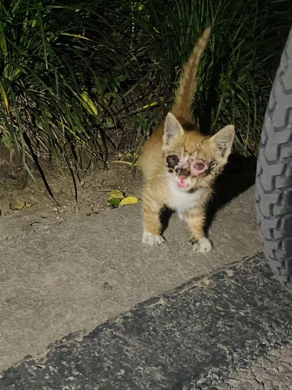 可怜的猫咪小小年纪却在流浪,见到人时还会喵喵叫,仿佛在求助.