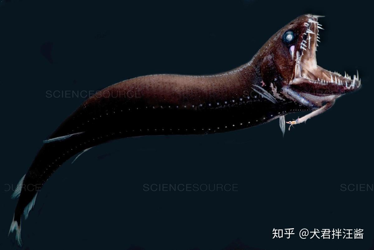 有哪些关于深海或者海怪的图片越恐怖越诡异越好