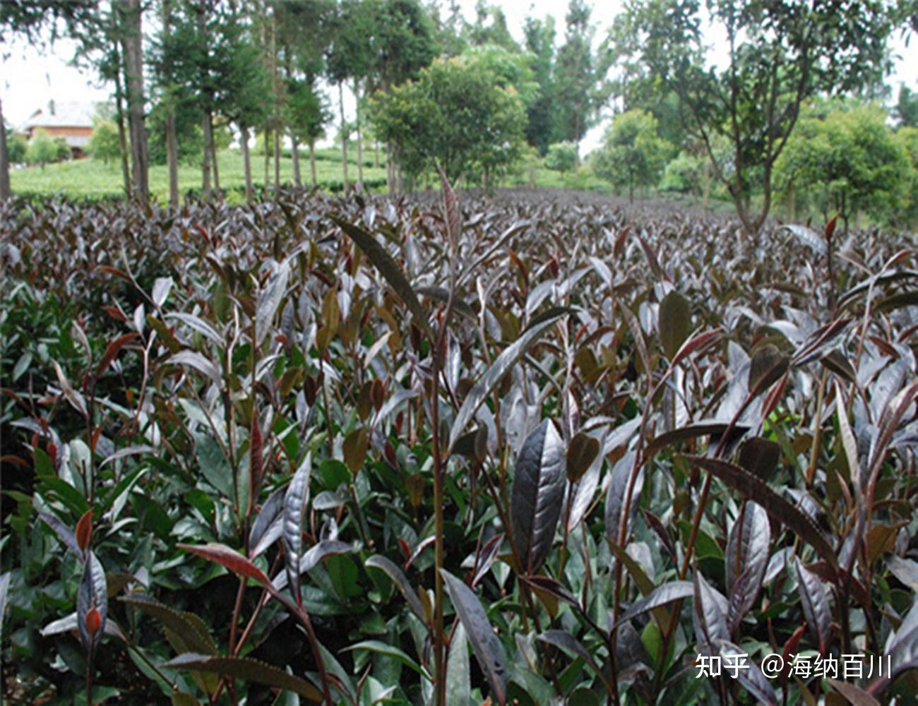 紫茶大家族中的3姐妹紫娟紫芽紫嫣都属紫茶却各有不同