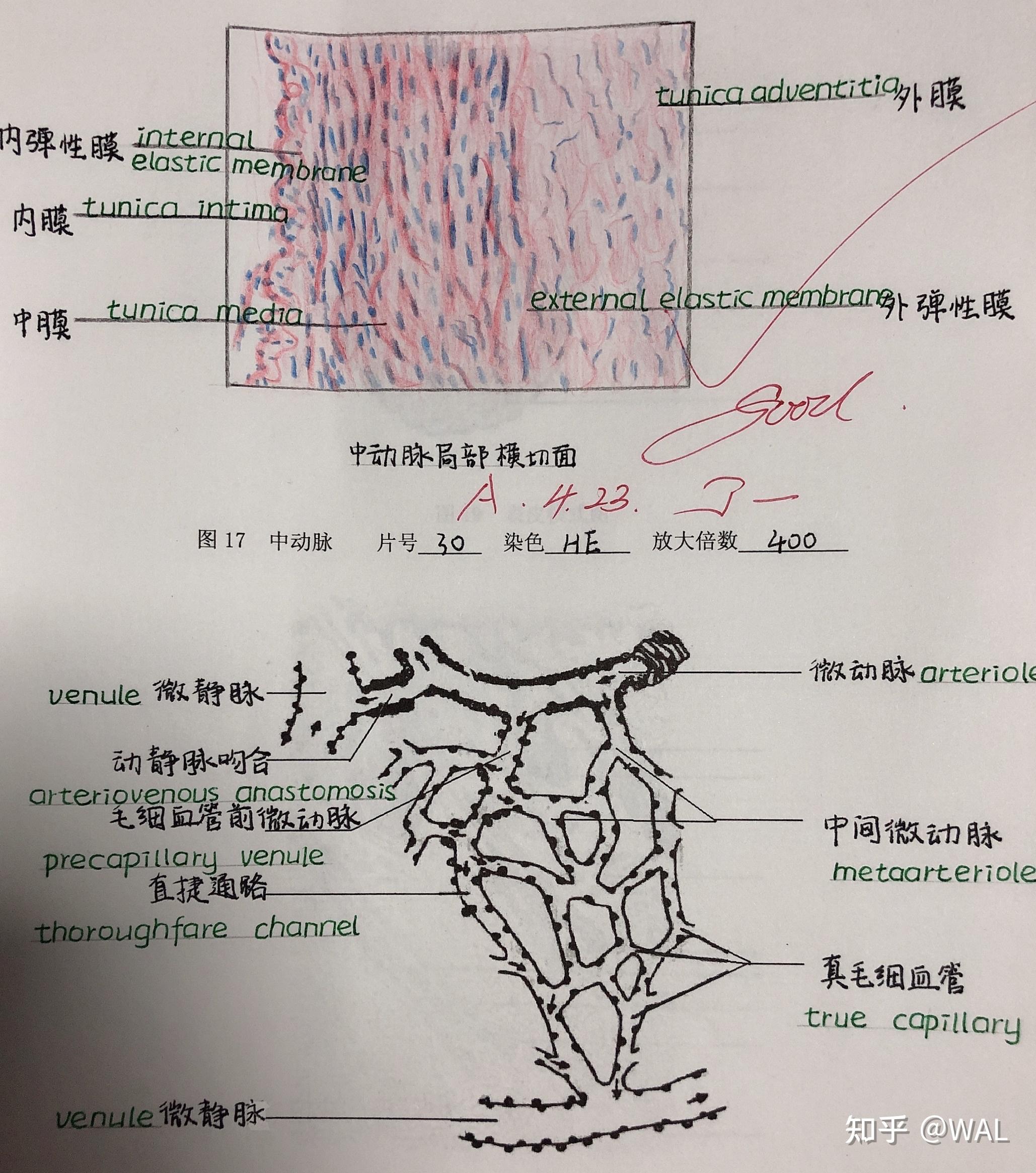 组胚红蓝铅笔手绘图