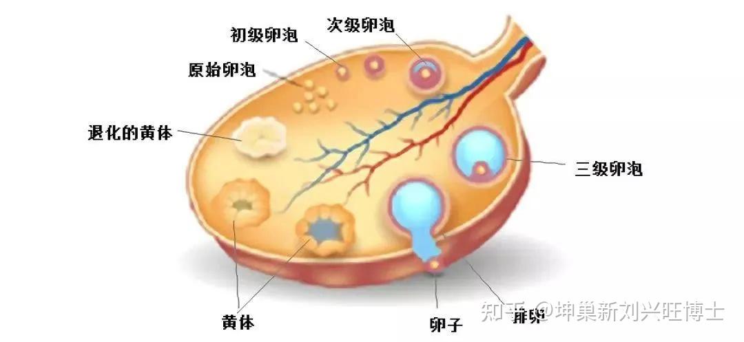 贮藏于卵巢中的卵母细胞一旦步入生长发育的轨道,走的便是一条"不归路