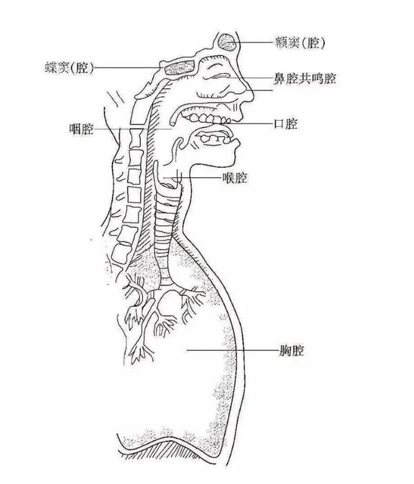 唱高音的时候:用到的鼻咽腔和头腔比列较多 所以共鸣的运用不是固定的