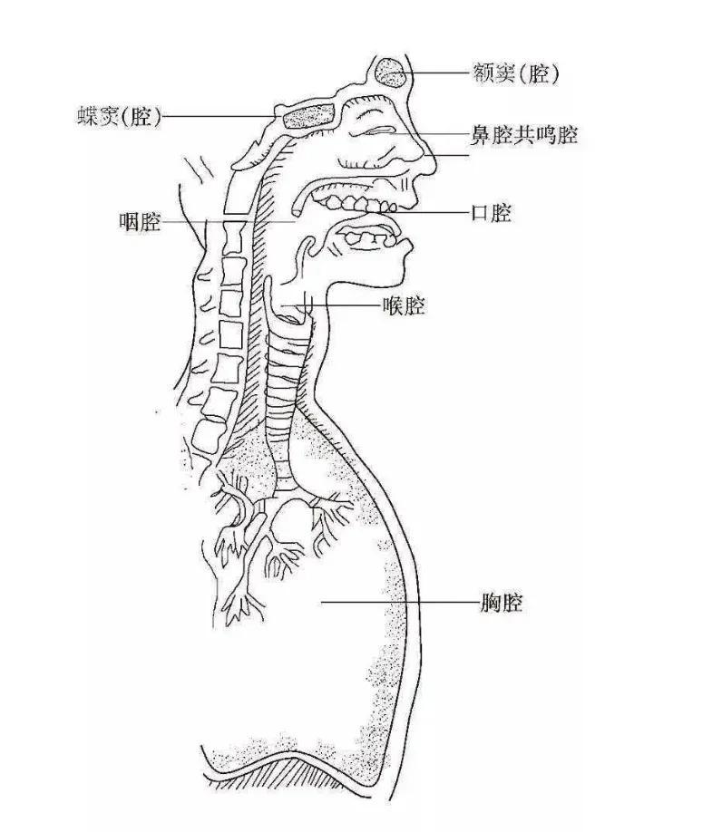 用到的鼻咽腔和头腔比列较多所以共鸣的运用不是固定的,而