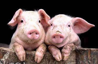 一只猪的思考:我们为什么要一直生活在猪圈里?