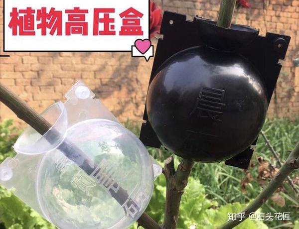 学会1种方法繁殖月季2周冒白根当月就能开出花朵
