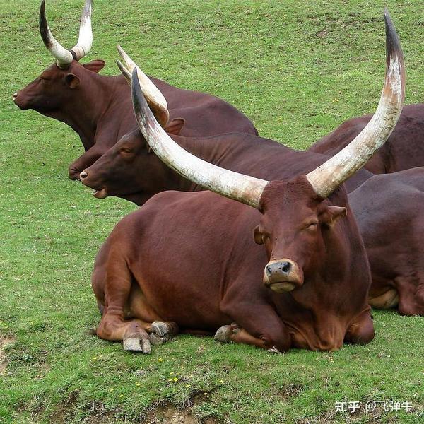 论牛角的霸气程度,瓦图西长角牛认第二,没有牛敢认第一