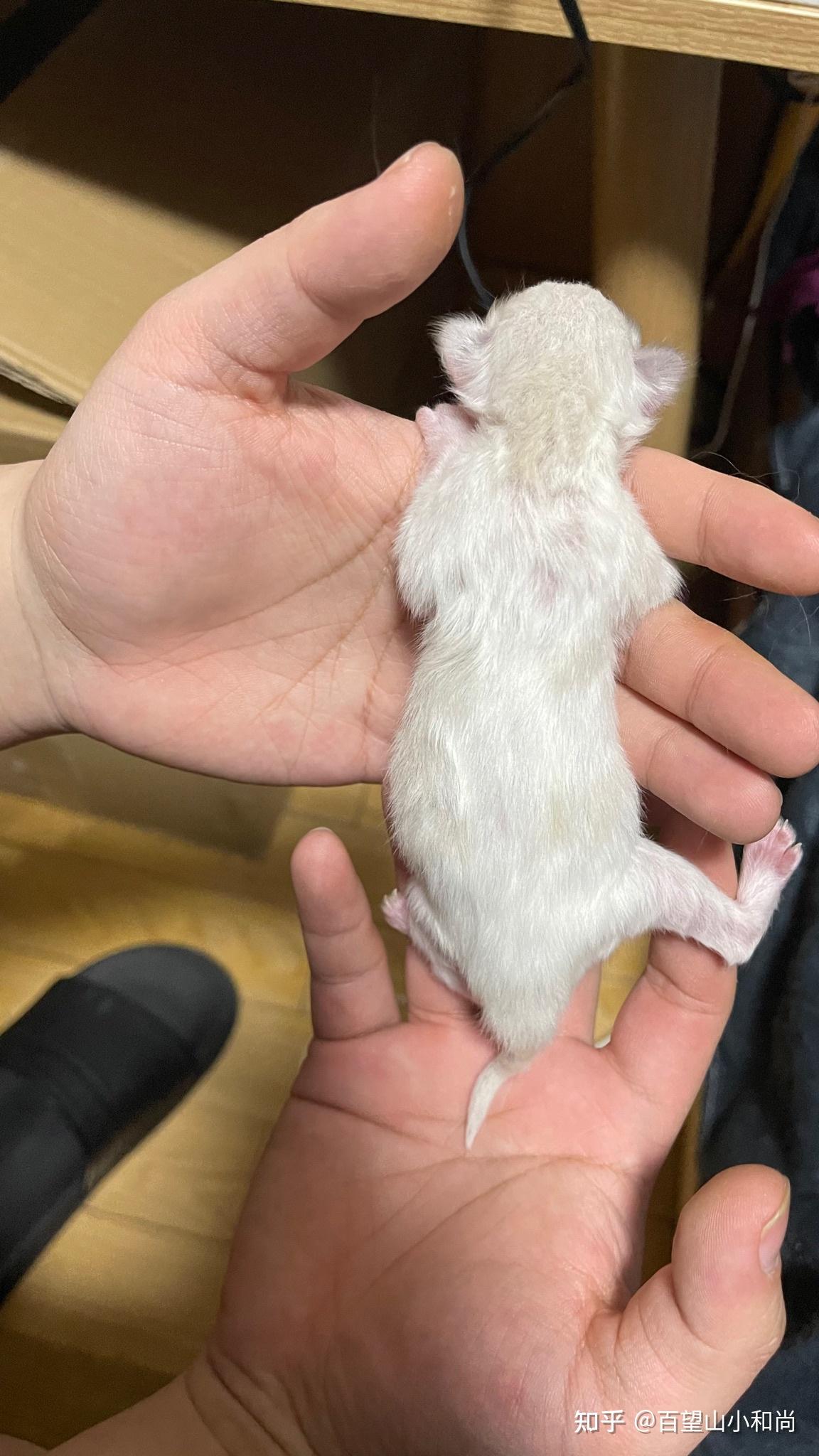 布偶猫幼崽背部有色块是不是不能满背