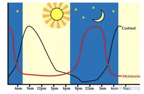 皮质醇(crotisol)及褪黑素(melatonin) 一天中的周期变化   brain