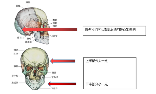 干货教程如何画好头颈肩与五官部位