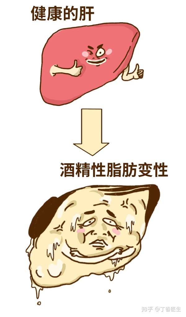 科普| 肝是人类最强大的器官,而我们却对它一无所知