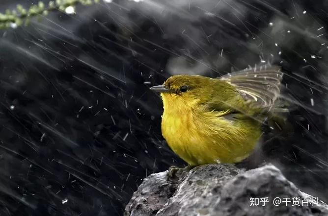 鸟类出乎意料的没那么怕雨,大多数鸟类都有油腺,鸟类每天花大量的时间