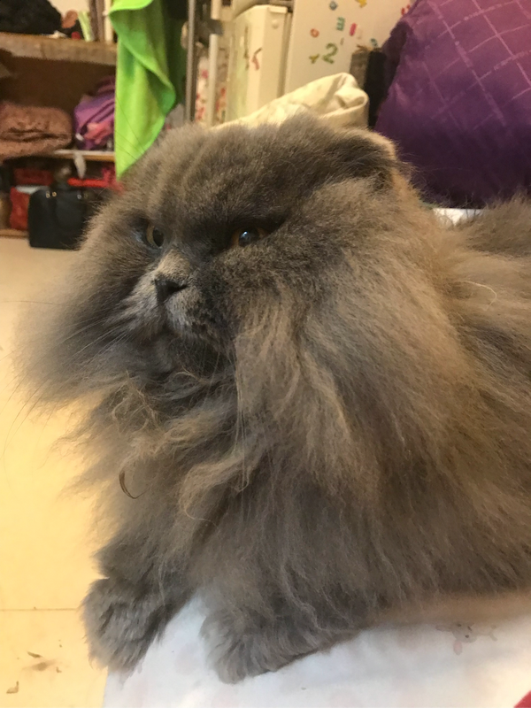 请问一下长猫蓝猫吗?还是其他的品种的猫咪?
