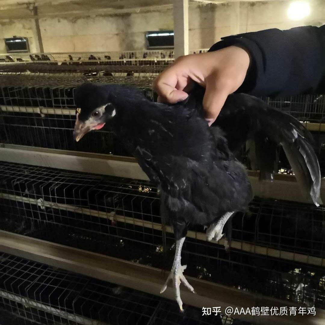 农大3号和京粉8号哪个鸡蛋更像土鸡蛋?