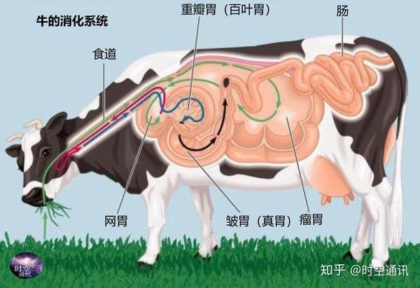 牛只吃草为啥长出一身肌肉其中蛋白质从哪里得来