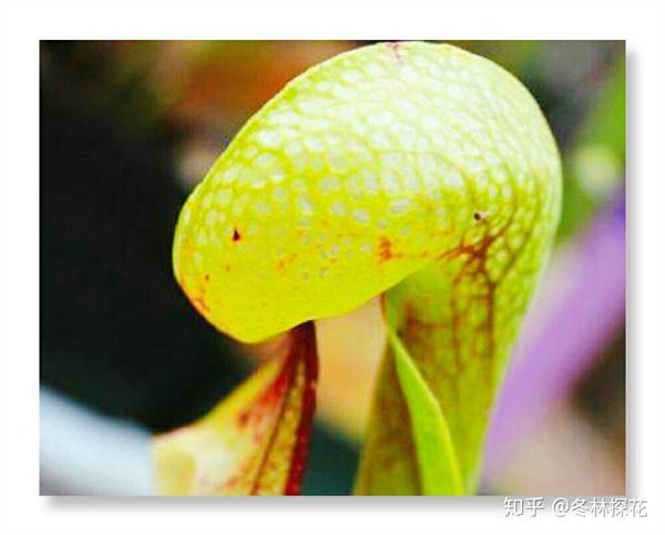 5月23日的生辰花眼镜王蛇草