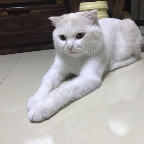 为什么猫咪总喜欢用这种姿势趴着?