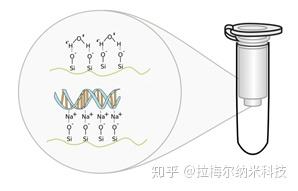 硅胶膜滤柱吸附dna示意图