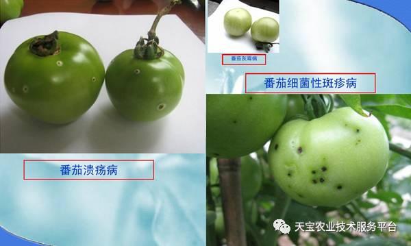 粉果西红柿细菌性病害图解
