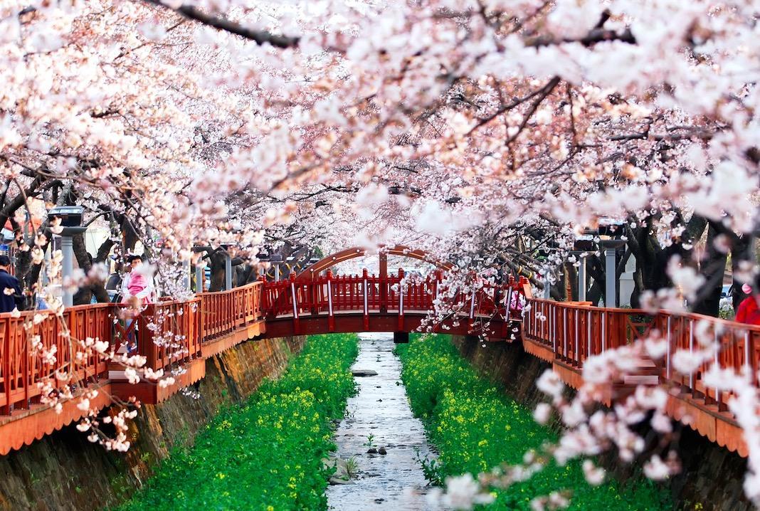 春天欣赏樱花的好时节樱花的国度与你不见不散周成功子阳佳乐函
