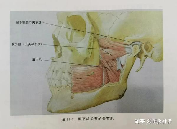 颞下颌关节又称下颌关节,为滑膜关节,由下颌骨的下颌头与颞骨的下颌窝