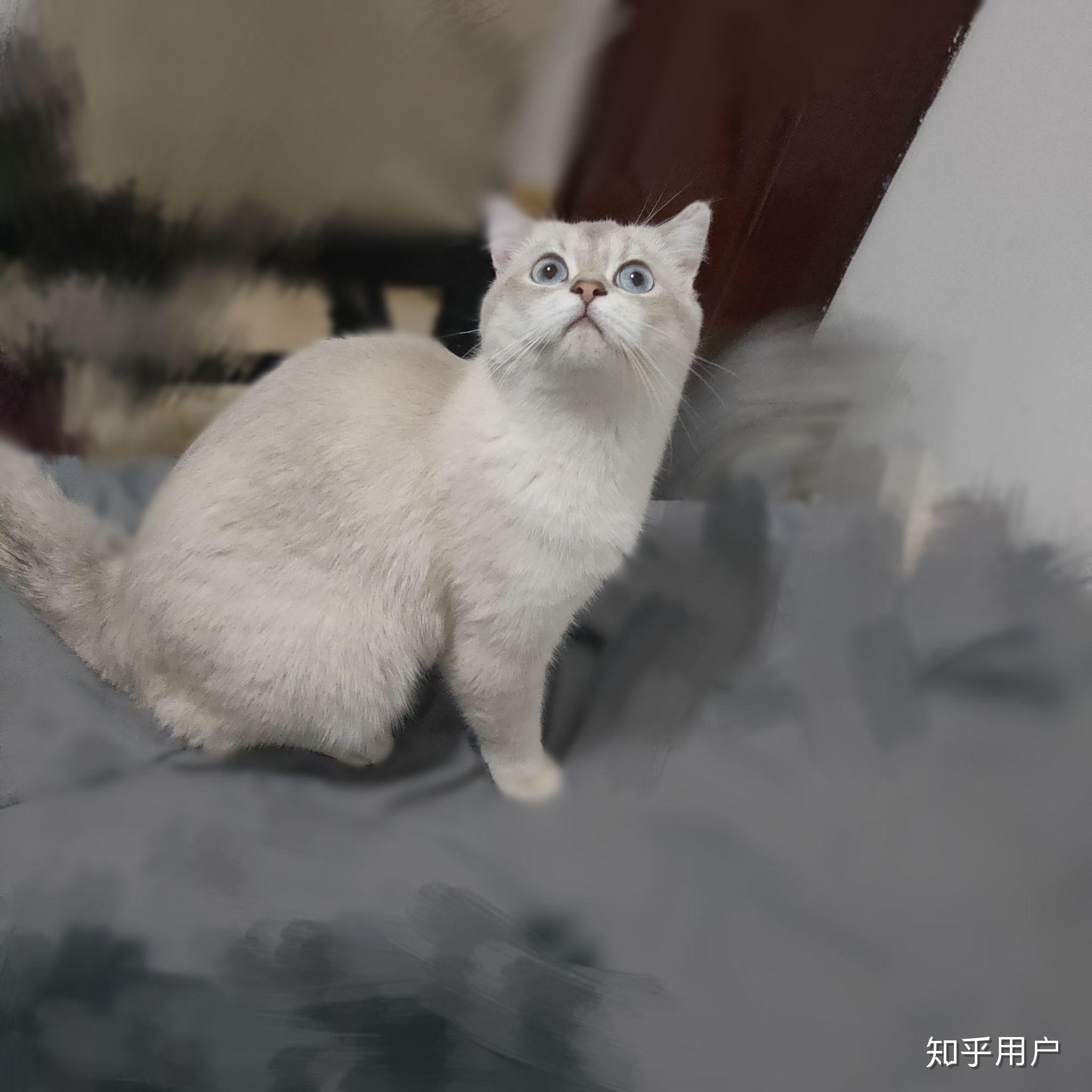 求科普英国短毛猫的银点色 知乎